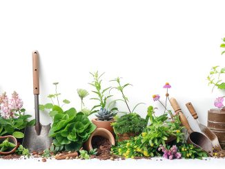 Essential Tools Every Gardener Needs